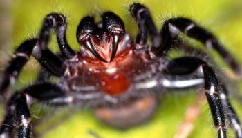 Den dræber på få timer, men er blevet en redningsmand: den fantastiske historie om verdens farligste edderkop