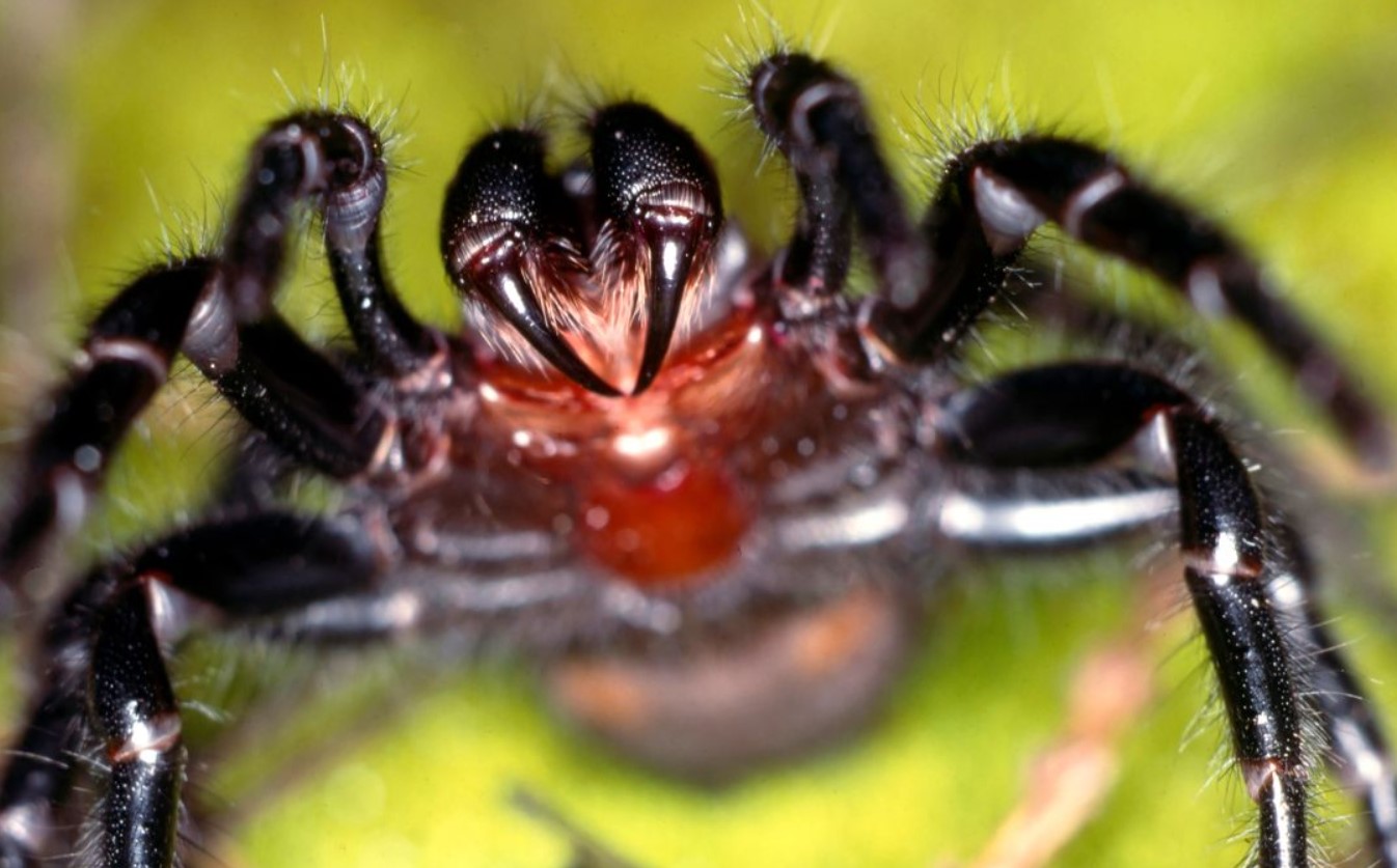 Den dræber på få timer, men er blevet en redningsmand: den fantastiske historie om verdens farligste edderkop