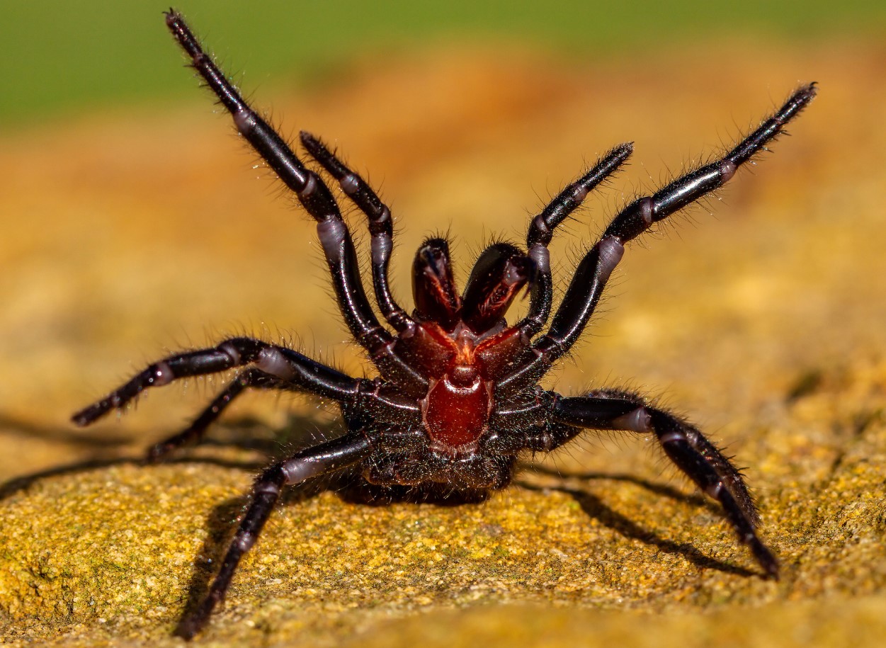 Den dræber på få timer, men er blevet en redningsmand: den fantastiske historie om verdens farligste edderkop