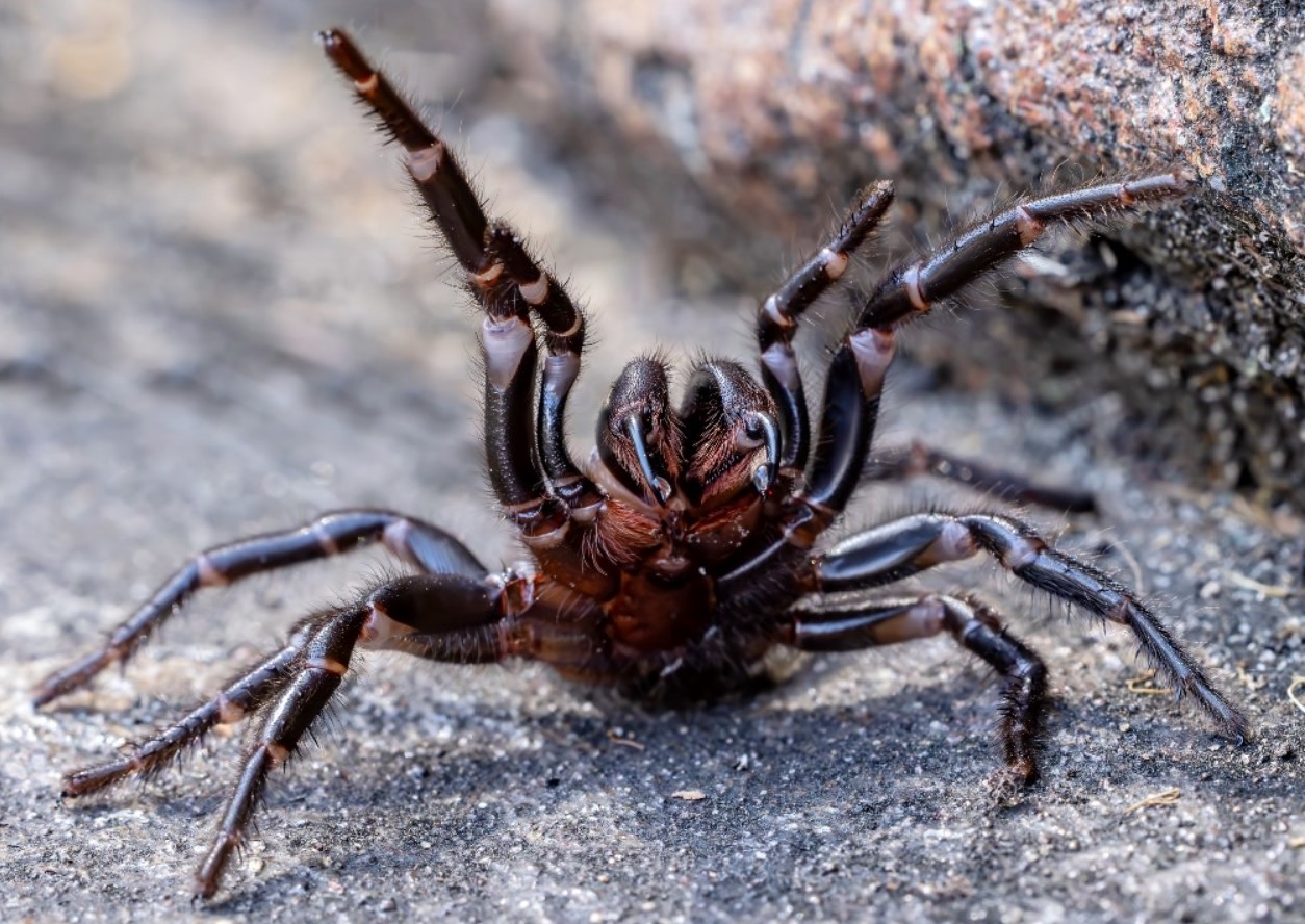 Den dræber på få timer, men er blevet en redningsmand: den fantastiske historie om verdens farligste edderkop