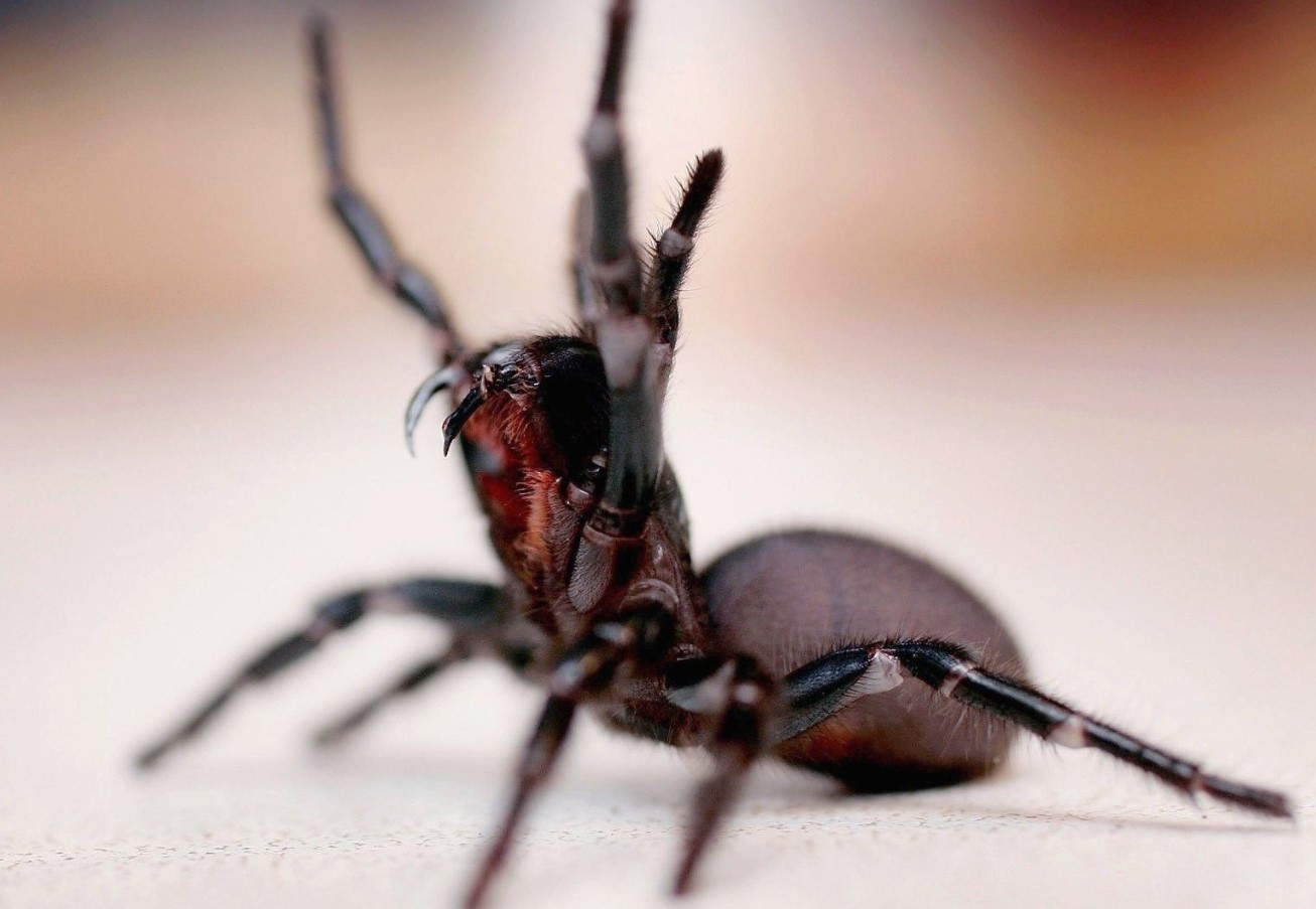 Den dræber på få timer, men er blevet en redningsmand: den fantastiske historie om verdens farligste edderkop