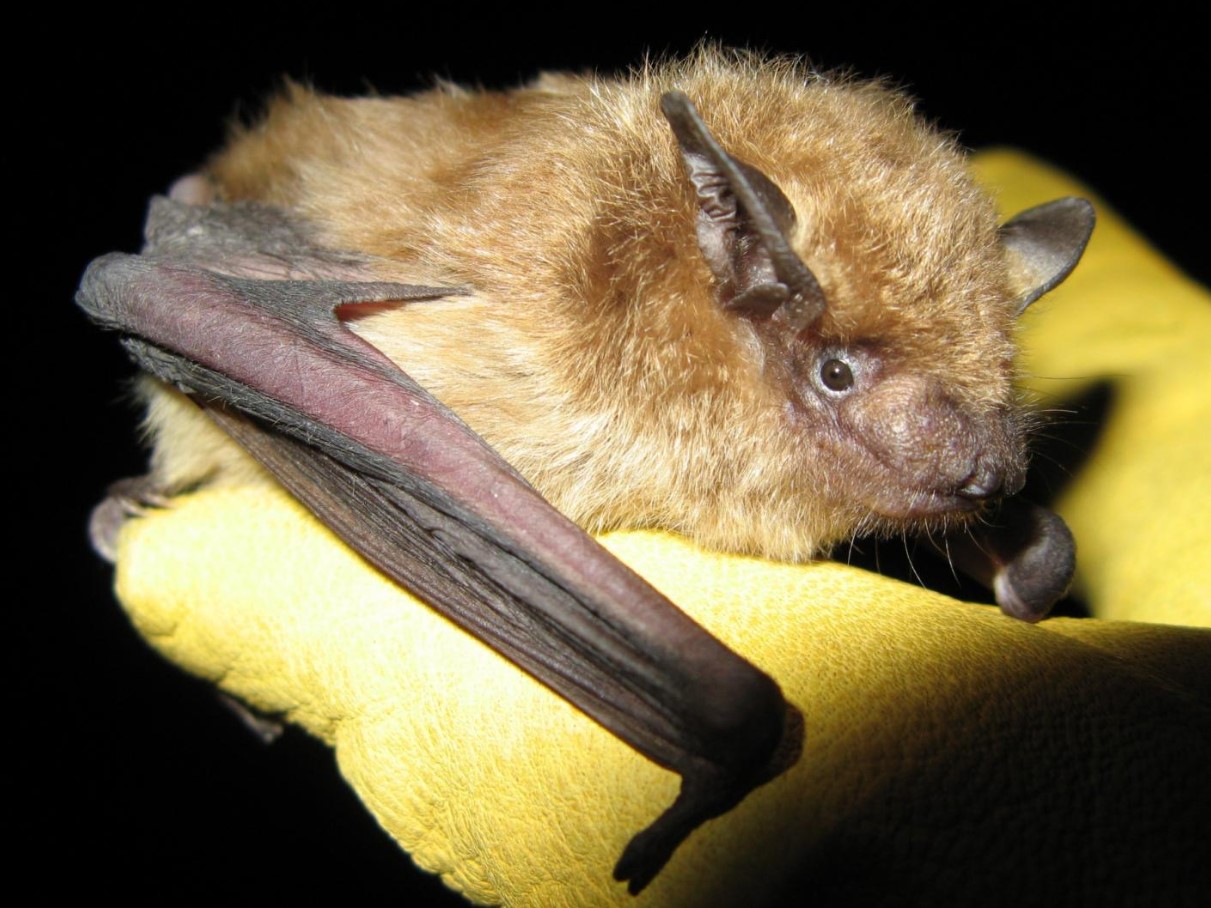 Fluorescerende mareridt eller nyt mirakel i evolutionen: væsner, der lyser under ultraviolet lys, fundet i USA