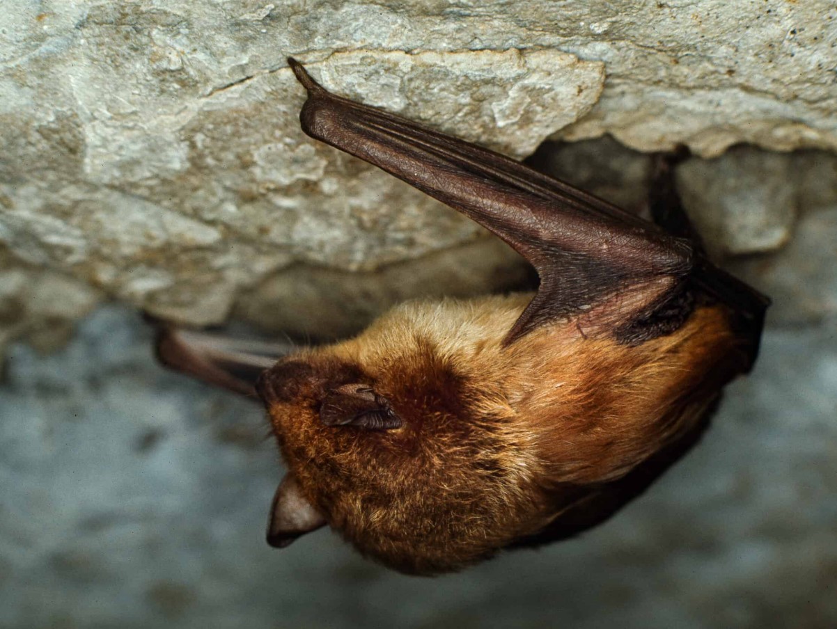 Fluorescerende mareridt eller nyt mirakel i evolutionen: væsner, der lyser under ultraviolet lys, fundet i USA