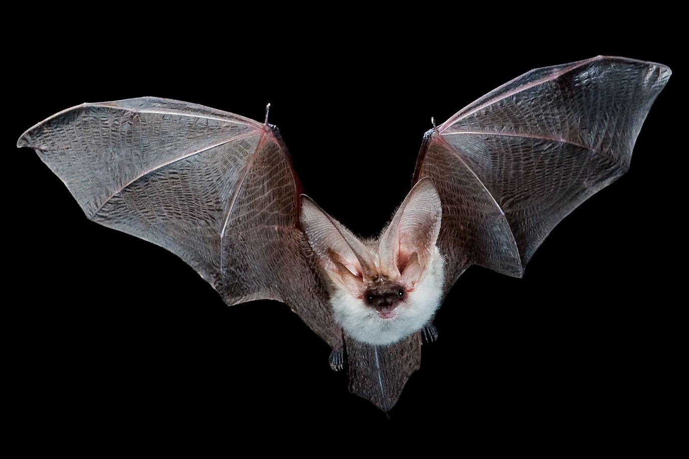 Fluorescerende mareridt eller nyt mirakel i evolutionen: væsner, der lyser under ultraviolet lys, fundet i USA