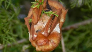 Fluorescerende mareridt eller nyt mirakel i evolutionen: væsner, der lyser under ultraviolet lys, fundet i USA