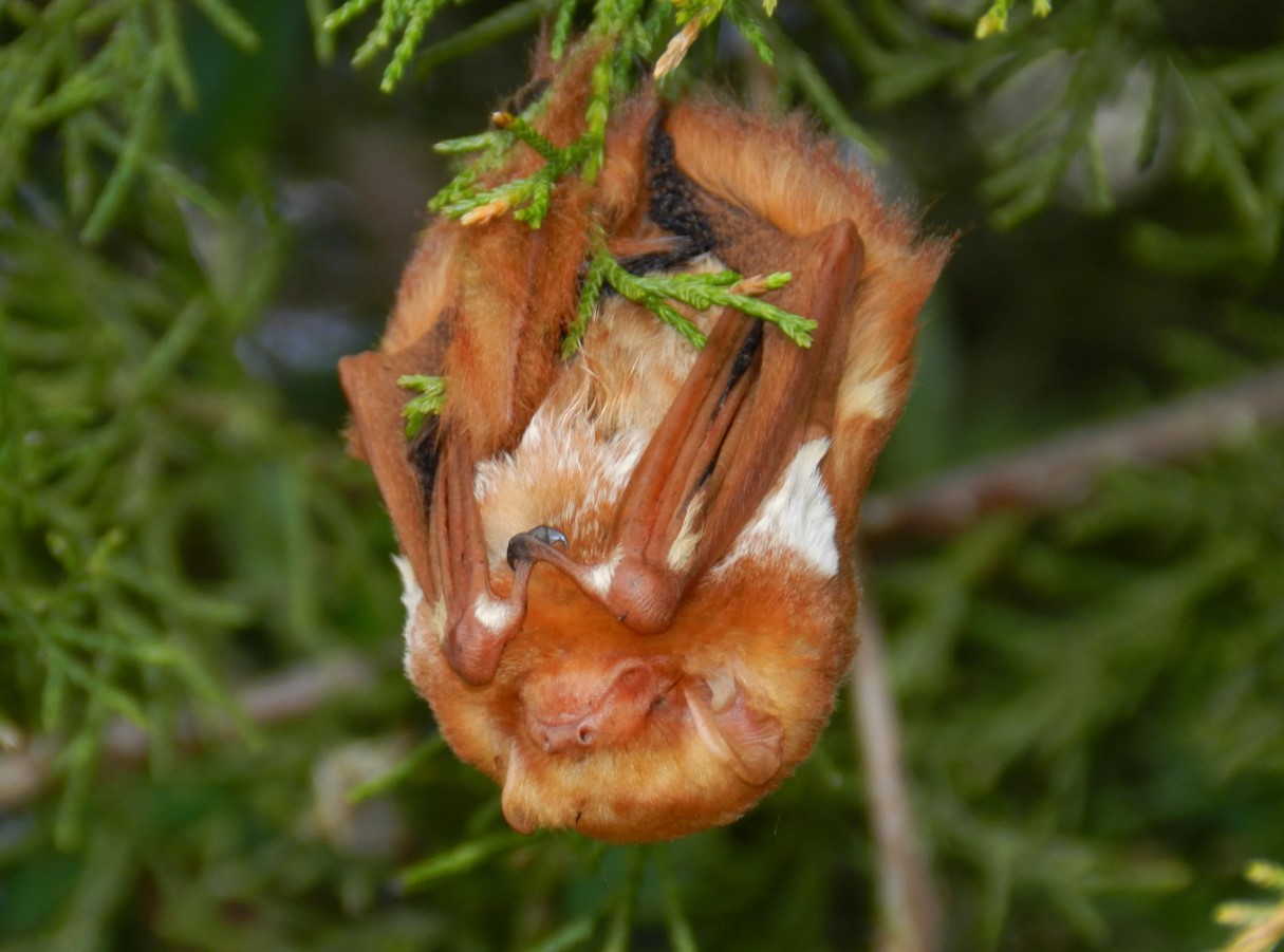 Fluorescerende mareridt eller nyt mirakel i evolutionen: væsner, der lyser under ultraviolet lys, fundet i USA