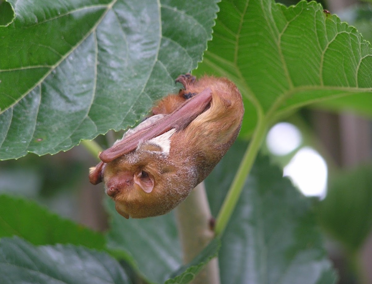 Fluorescerende mareridt eller nyt mirakel i evolutionen: væsner, der lyser under ultraviolet lys, fundet i USA