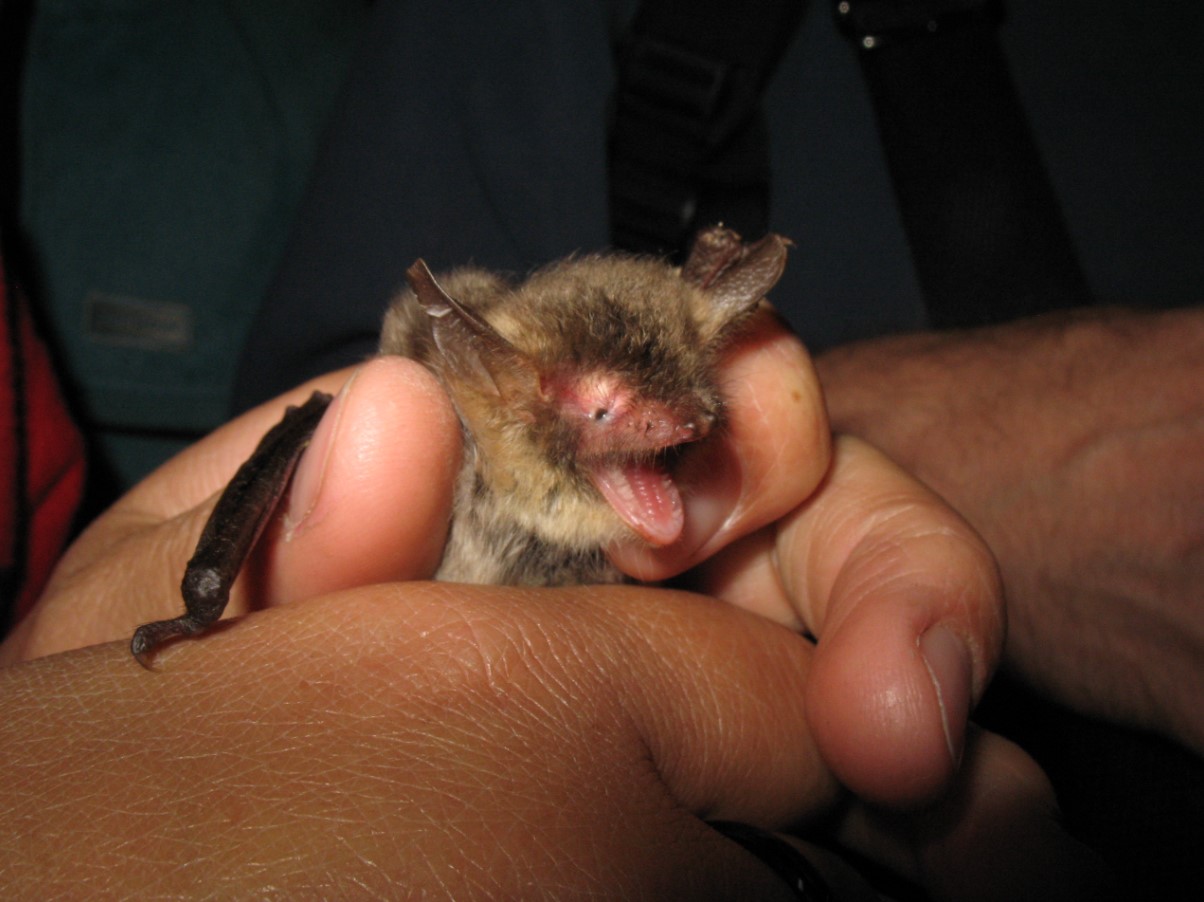 Fluorescerende mareridt eller nyt mirakel i evolutionen: væsner, der lyser under ultraviolet lys, fundet i USA