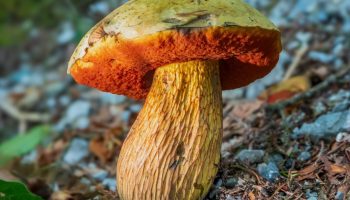 Satanisk svamp: skovens vildledende luksus