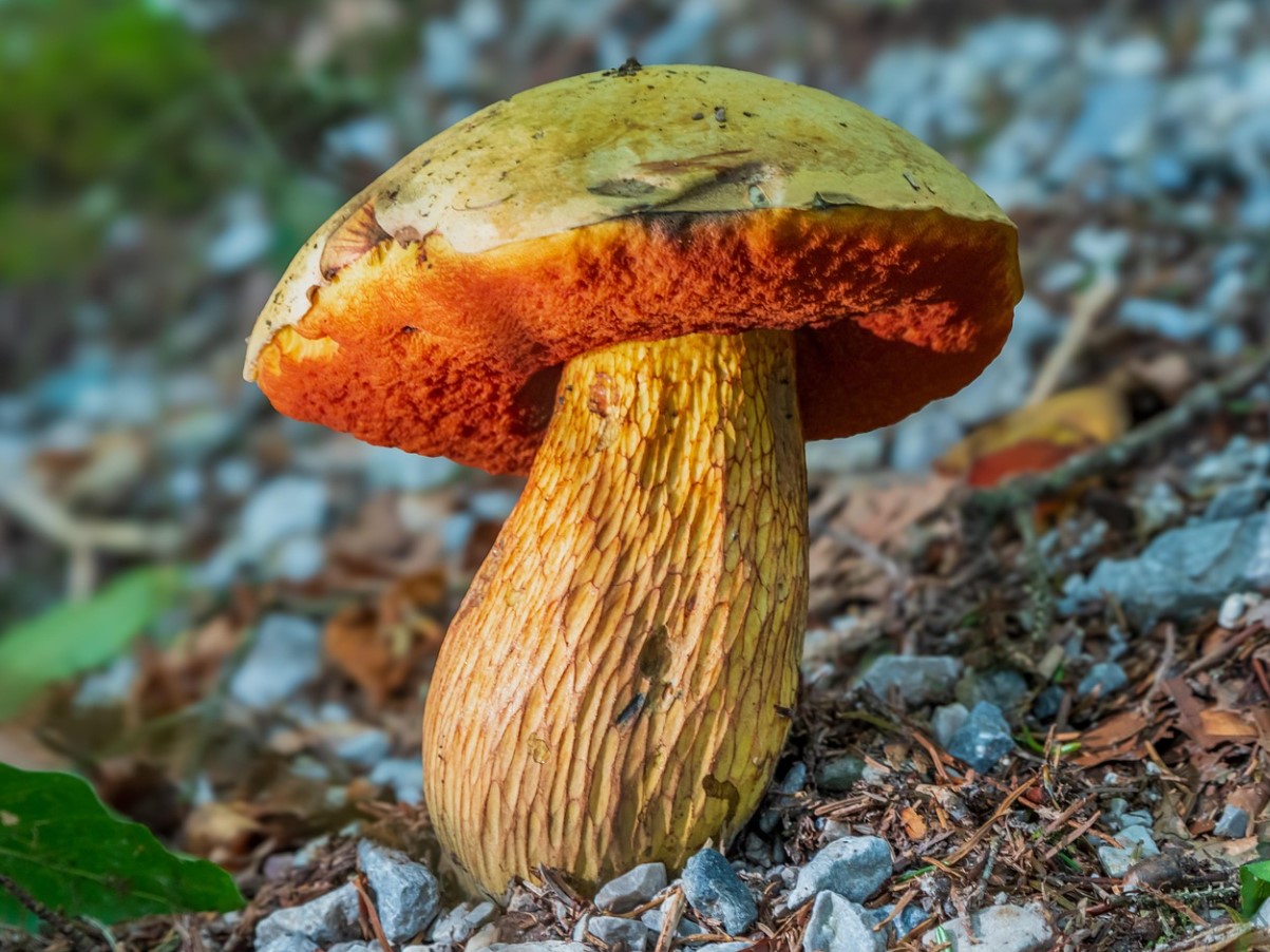 Satanisk svamp: skovens vildledende luksus