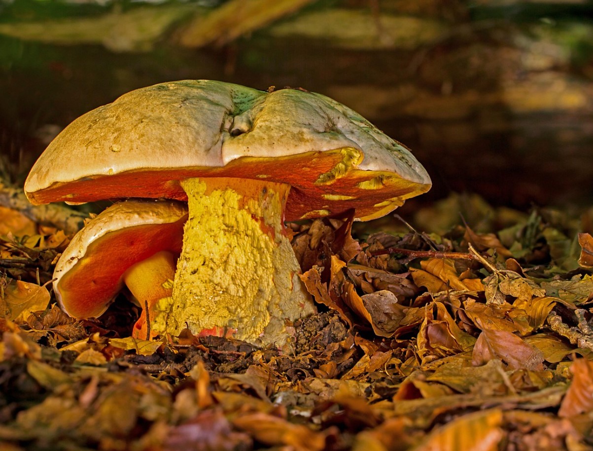 Satanisk svamp: skovens vildledende luksus