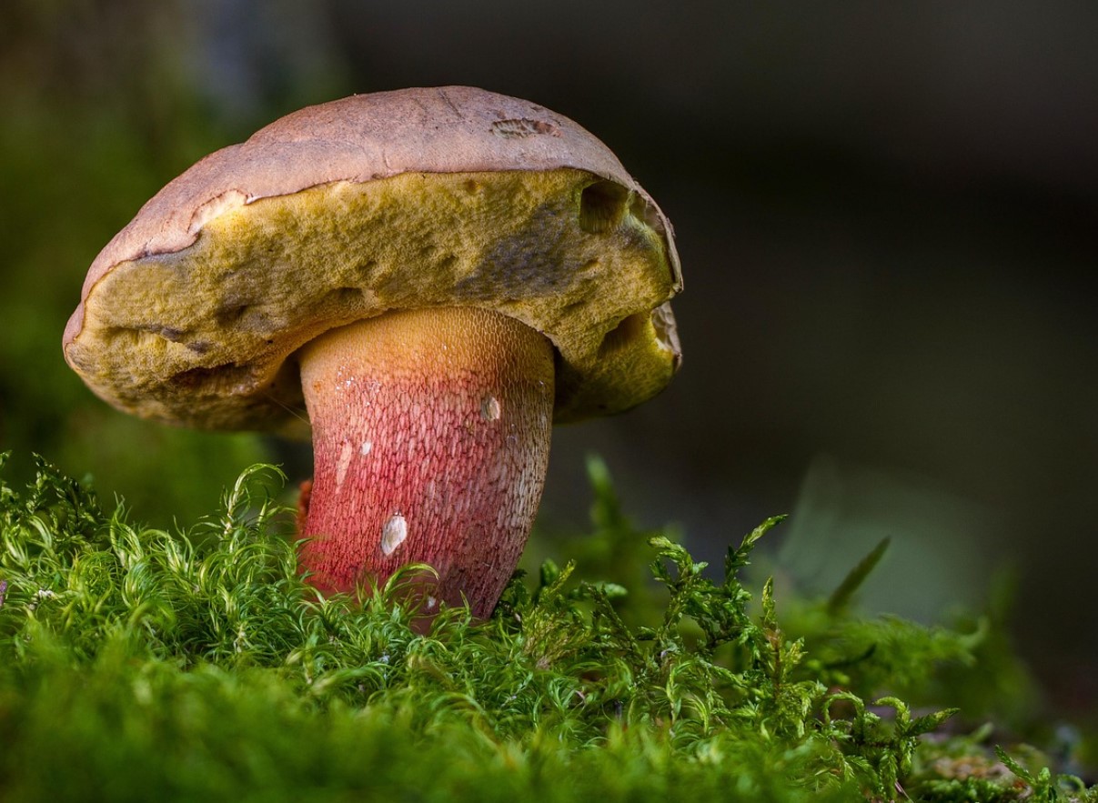 Satanisk svamp: skovens vildledende luksus