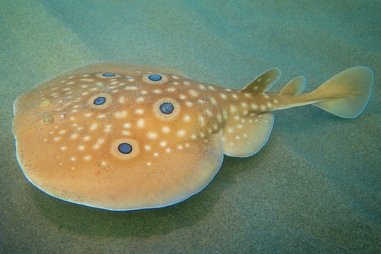 Kan et elektrisk skateboard dræbe dig, og hvordan opstod ordet 'torpedo'?