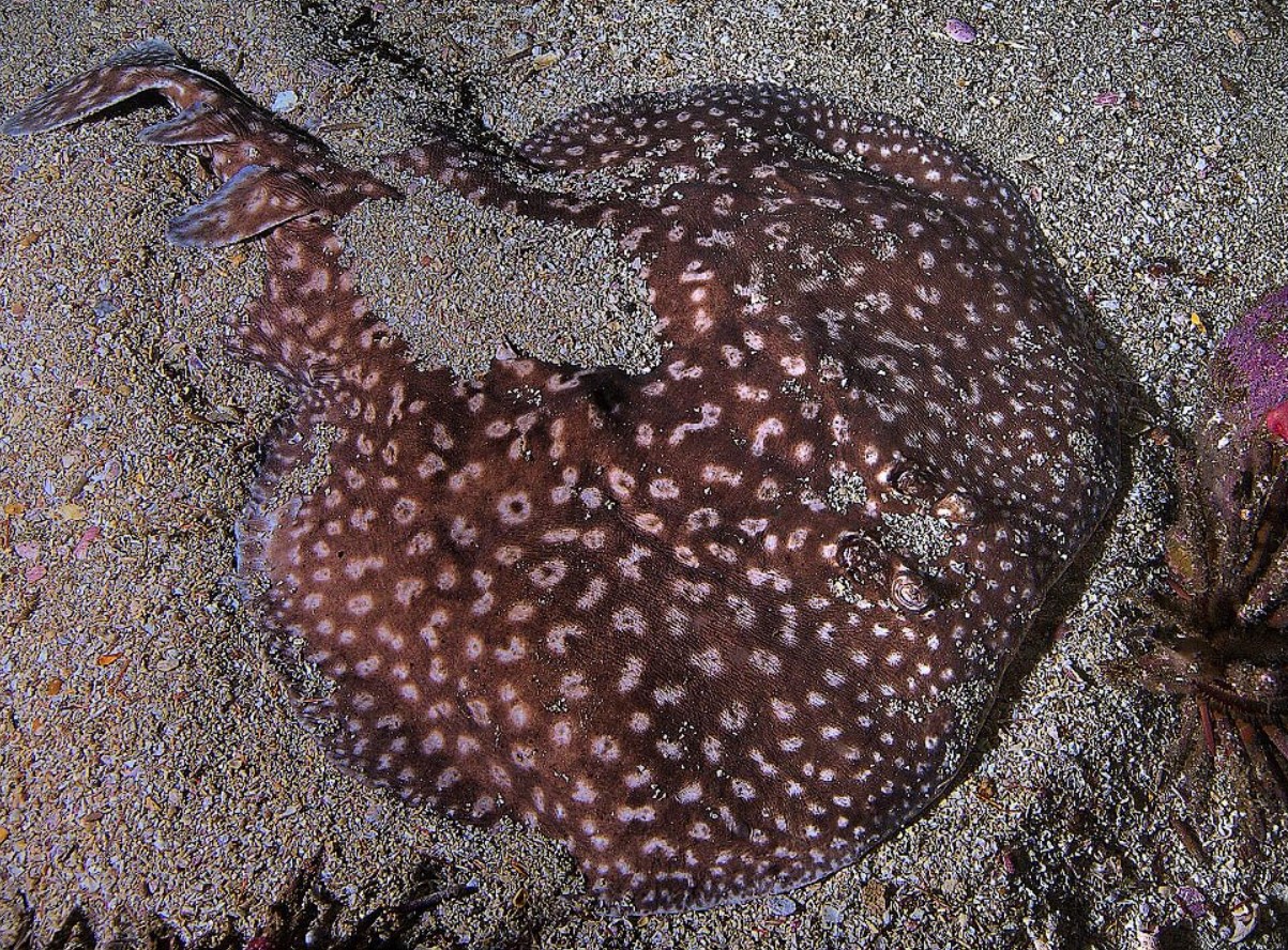 Kan et elektrisk skateboard dræbe dig, og hvordan opstod ordet 'torpedo'?