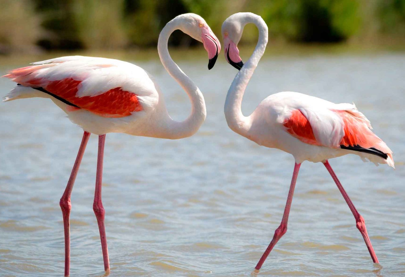 Hvor gammel kan en flamingo blive? Lyserøde flamingoer afslører deres hemmelighed om aldring