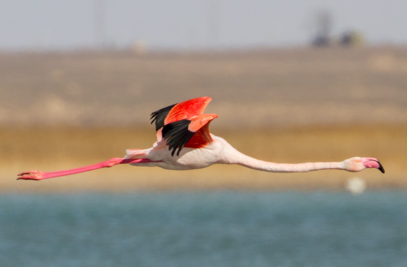Hvor gammel kan en flamingo blive? Lyserøde flamingoer afslører deres hemmelighed om aldring