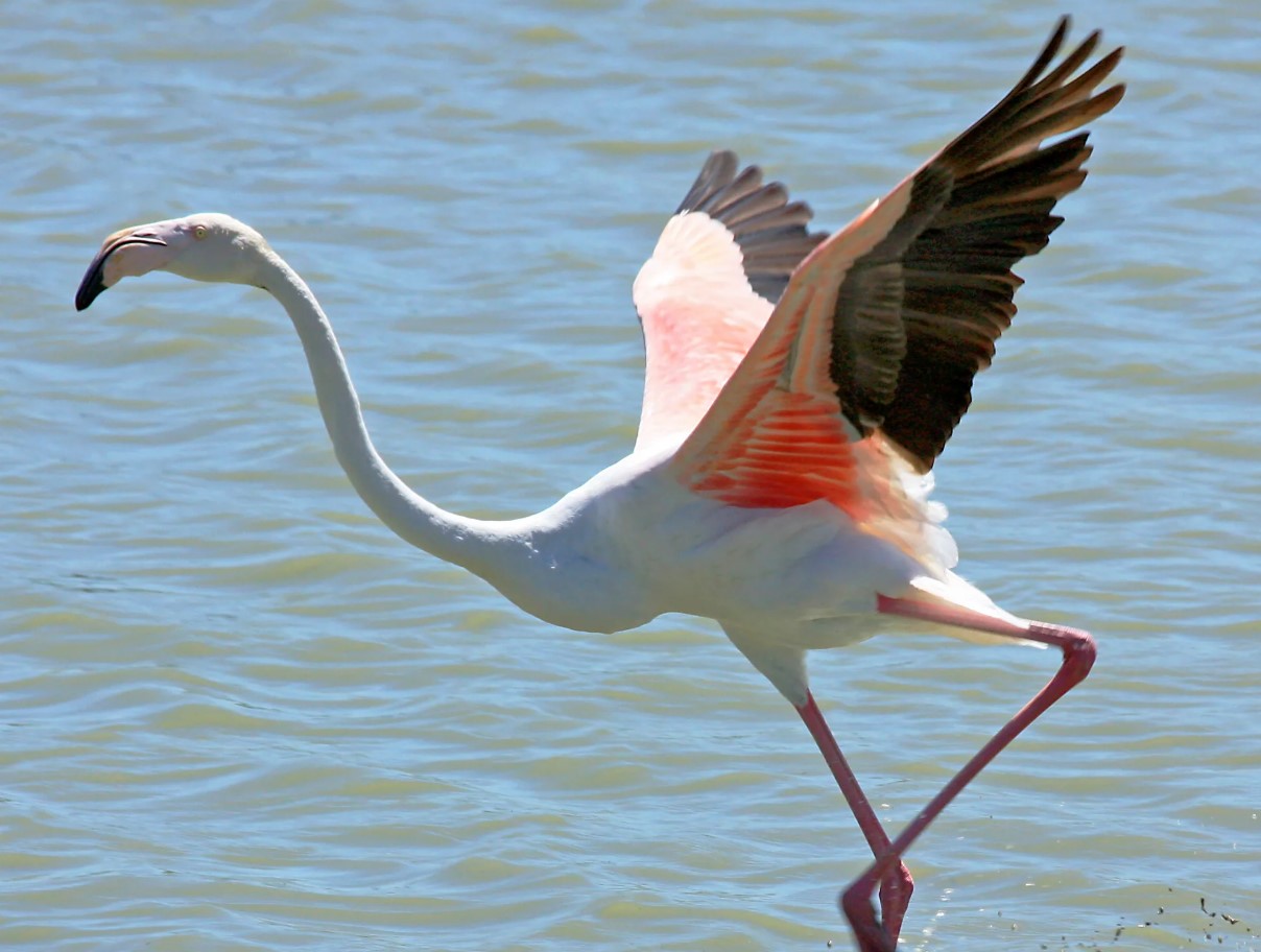 Hvor gammel kan en flamingo blive? Lyserøde flamingoer afslører deres hemmelighed om aldring