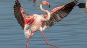 Hvor gammel kan en flamingo blive? Lyserøde flamingoer afslører deres hemmelighed om aldring