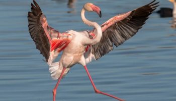 Hvor gammel kan en flamingo blive? Lyserøde flamingoer afslører deres hemmelighed om aldring
