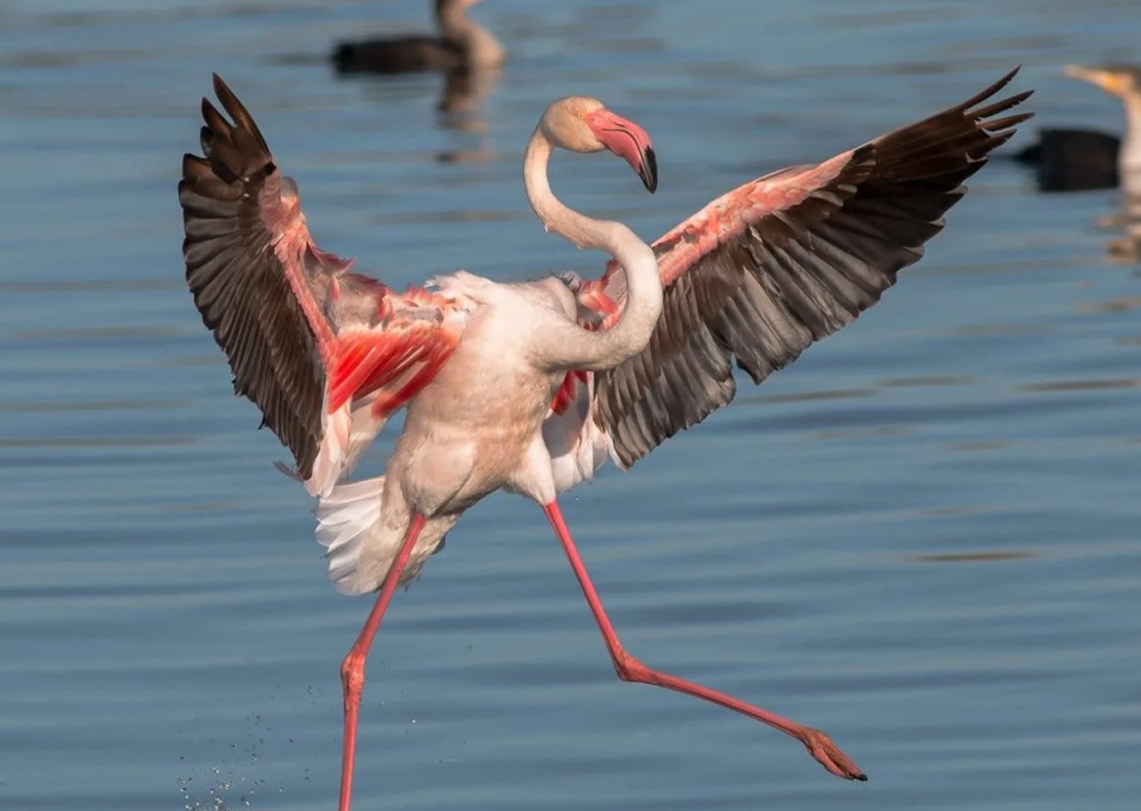 Hvor gammel kan en flamingo blive? Lyserøde flamingoer afslører deres hemmelighed om aldring