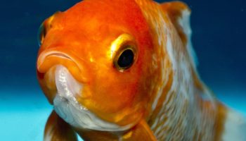 En kæmpe guldfisk i Frankrig har forbløffet verden — hvorfor forskere slår alarm