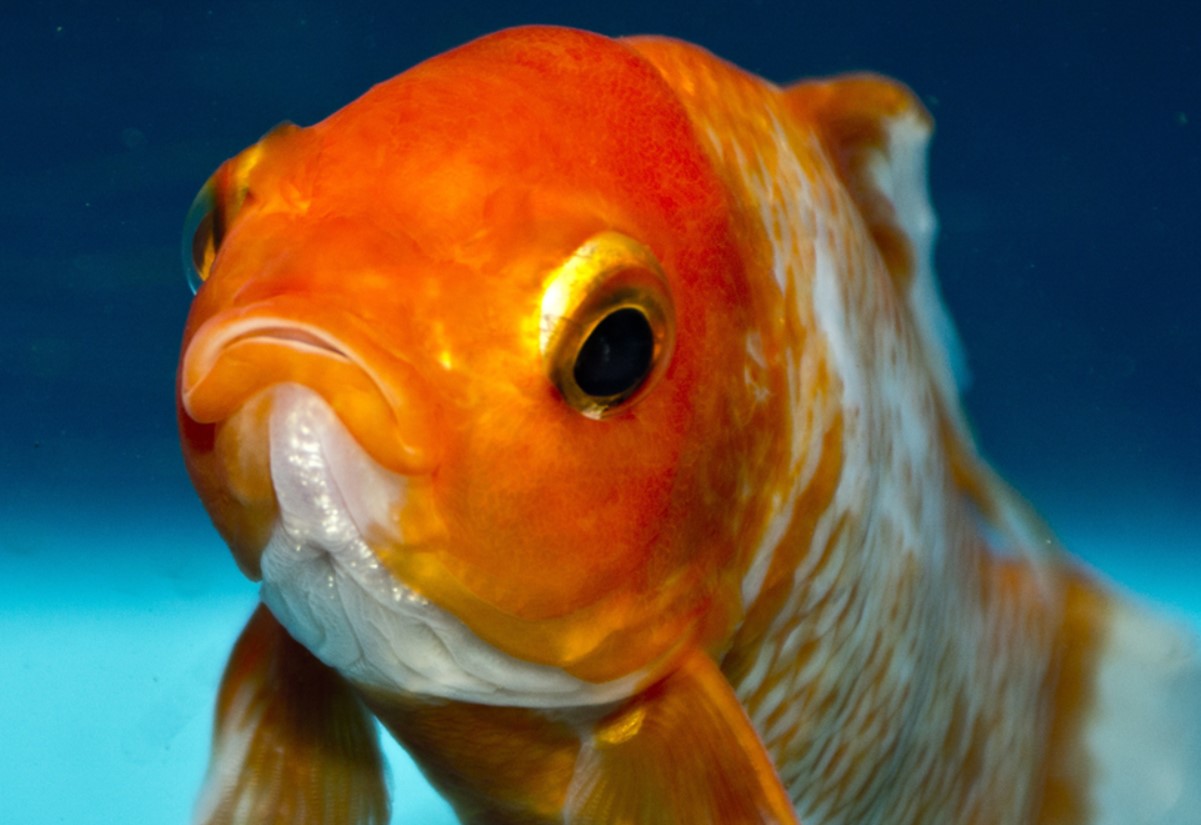 En kæmpe guldfisk i Frankrig har forbløffet verden — hvorfor forskere slår alarm