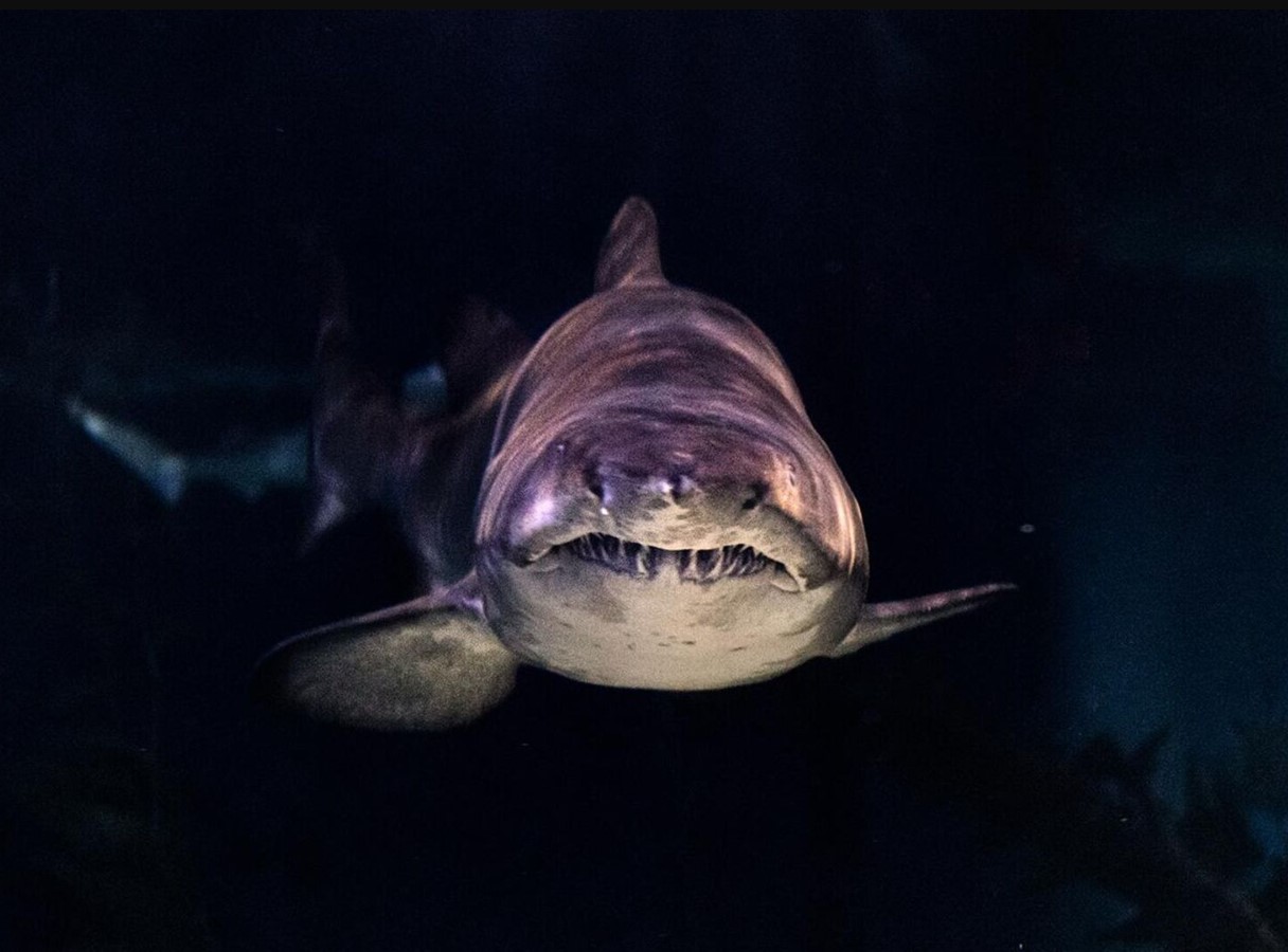Fortidens hemmelige dybder: hajer, der er 100 millioner år ældre end dinosaurer, fundet i USA