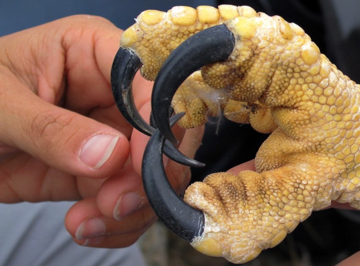 Superrovdyr fra Amazonas regnskov