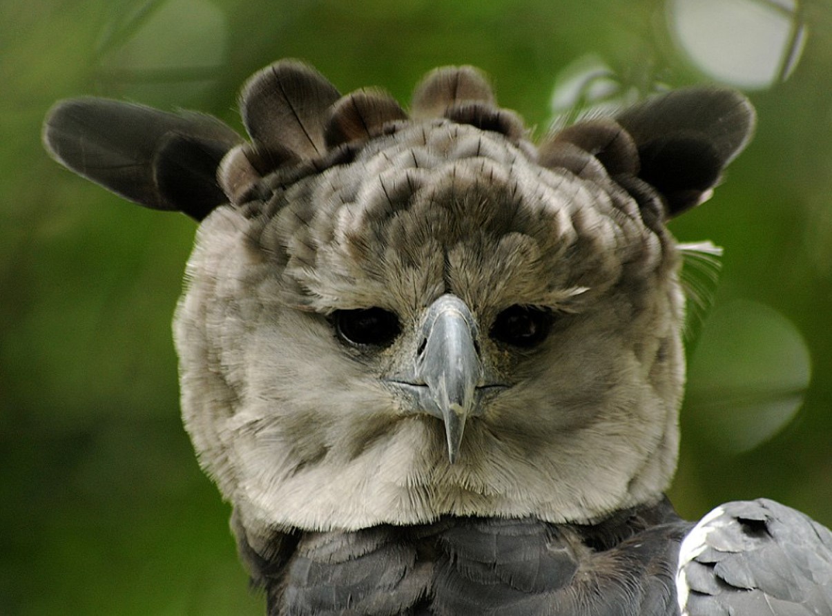 Superrovdyr fra Amazonas regnskov