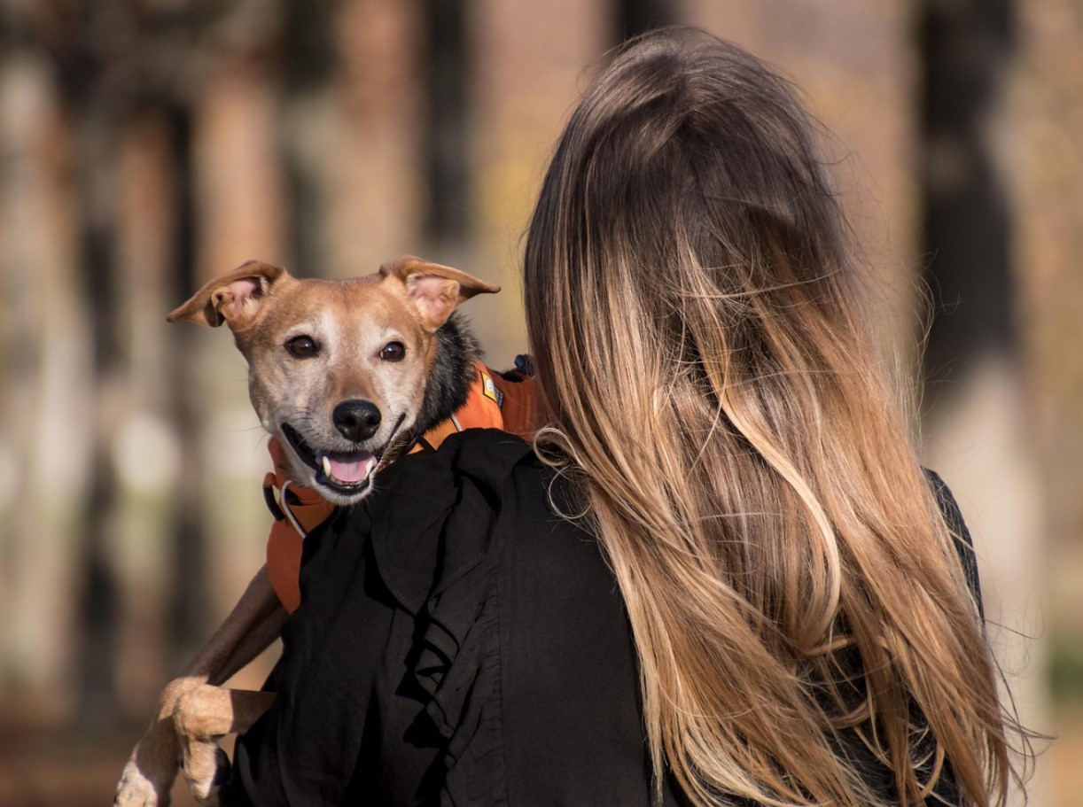 Hvad førstegangsejere af hvalpe bør vide, ifølge hundeeksperter