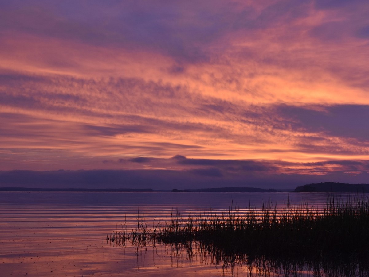 Hummer koges levende: klimaforandringerne ændrer menuen, og denne gang er det ikke mennesker, der fungerer som kokke.