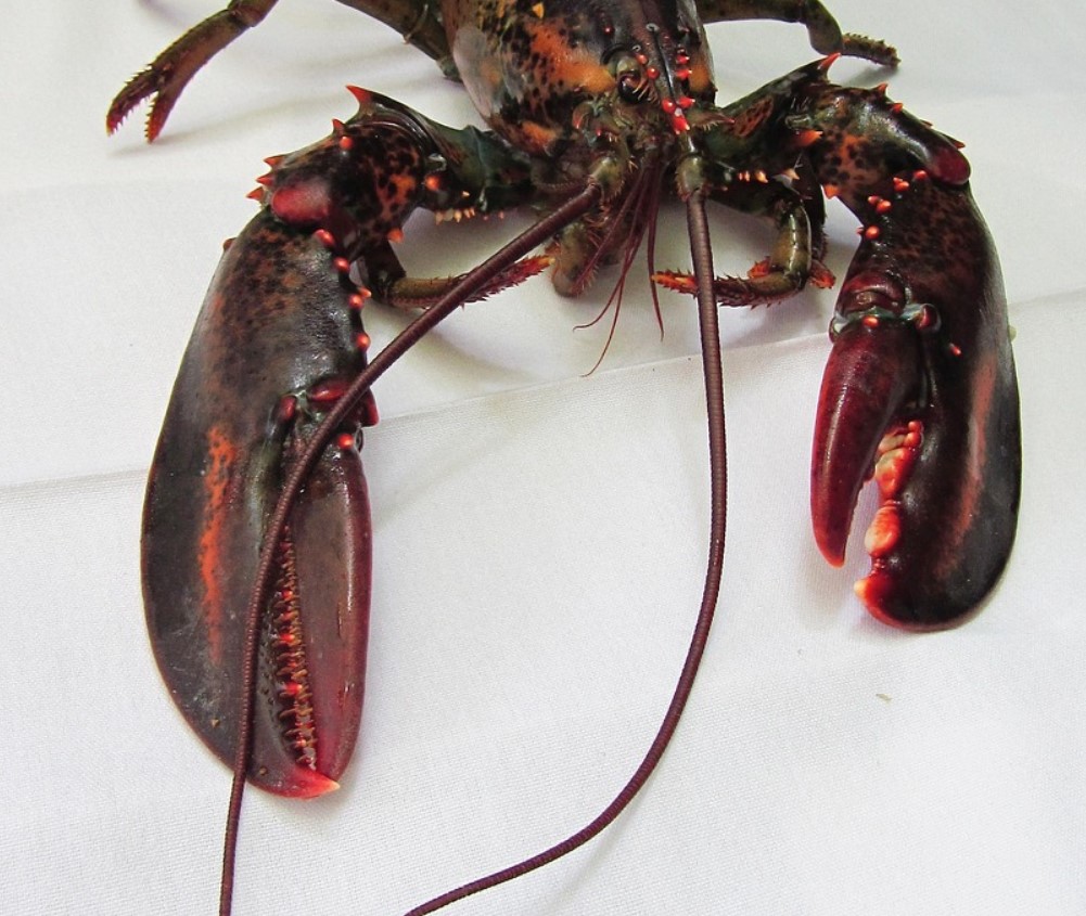 Hummer koges levende: klimaforandringerne ændrer menuen, og denne gang er det ikke mennesker, der fungerer som kokke.