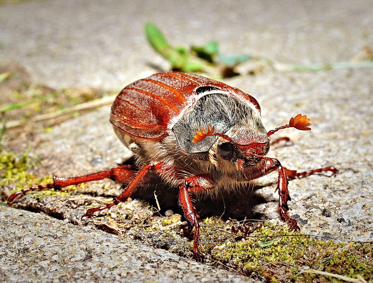 Krig under jorden: hvordan man genkender og behandler jorden for at slippe af med majbille-larver