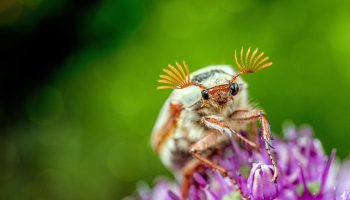 Krig under jorden: hvordan man genkender og behandler jorden for at slippe af med majbille-larver