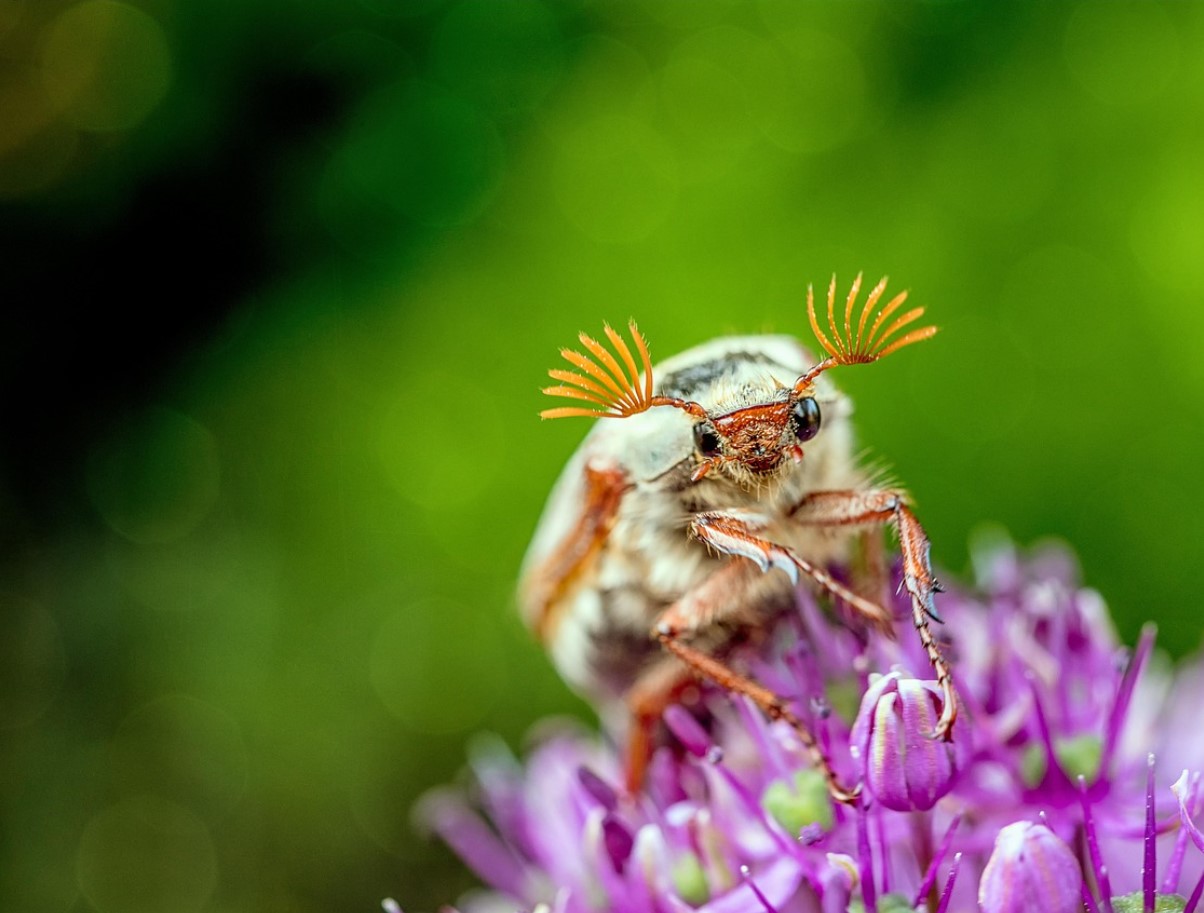 Krig under jorden: hvordan man genkender og behandler jorden for at slippe af med majbille-larver
