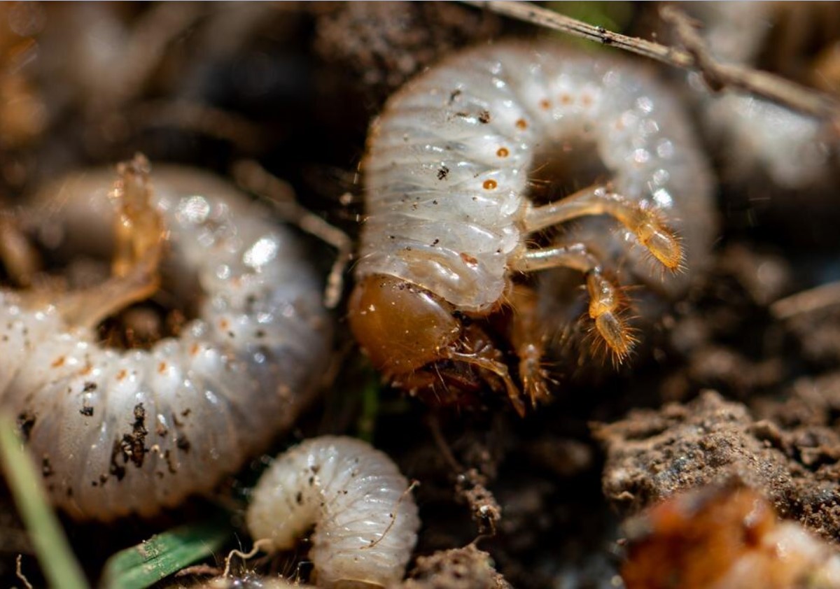 Krig under jorden: hvordan man genkender og behandler jorden for at slippe af med majbille-larver