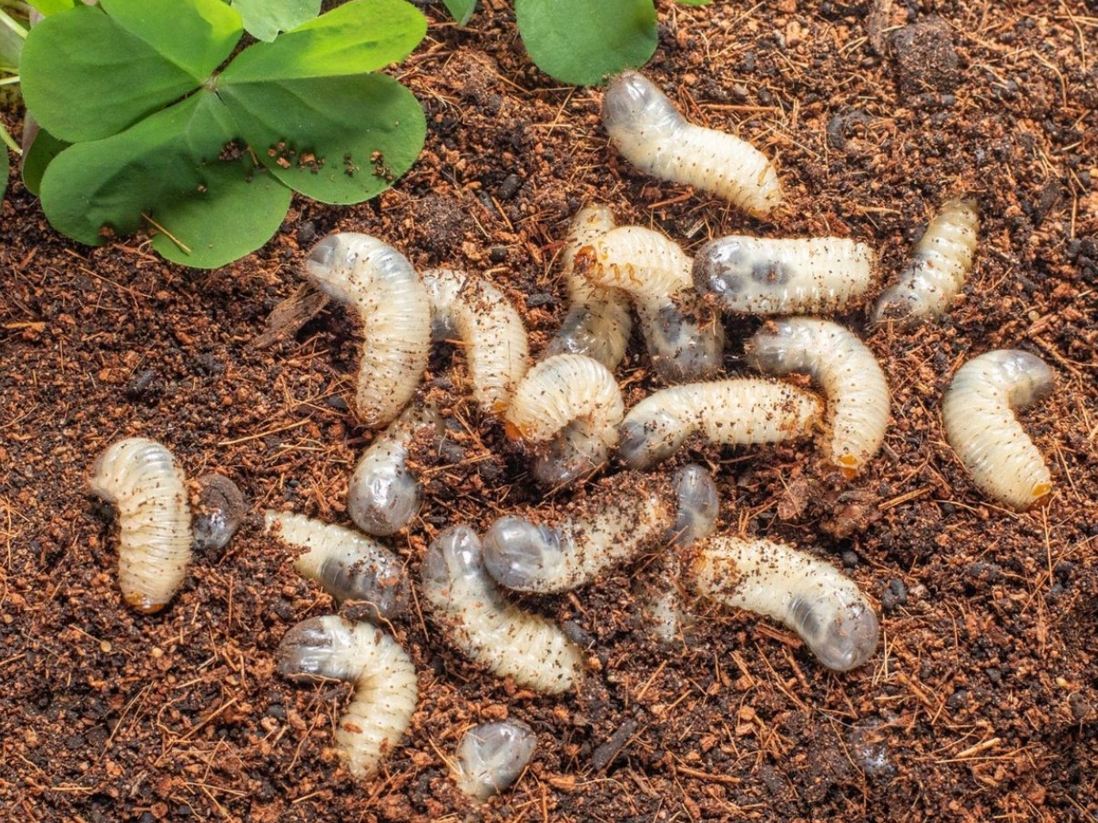 Krig under jorden: hvordan man genkender og behandler jorden for at slippe af med majbille-larver