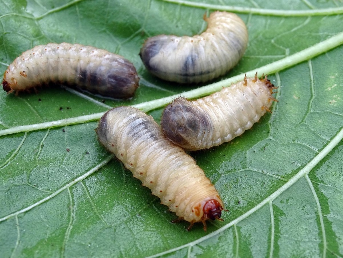 Krig under jorden: hvordan man genkender og behandler jorden for at slippe af med majbille-larver