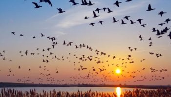 De flyver væk uden navigatører — og finder alligevel vej: hvordan fugle ved, hvor de skal flyve hen om vinteren