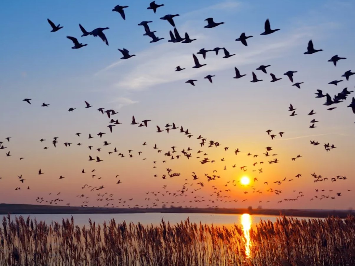 De flyver væk uden navigatører — og finder alligevel vej: hvordan fugle ved, hvor de skal flyve hen om vinteren