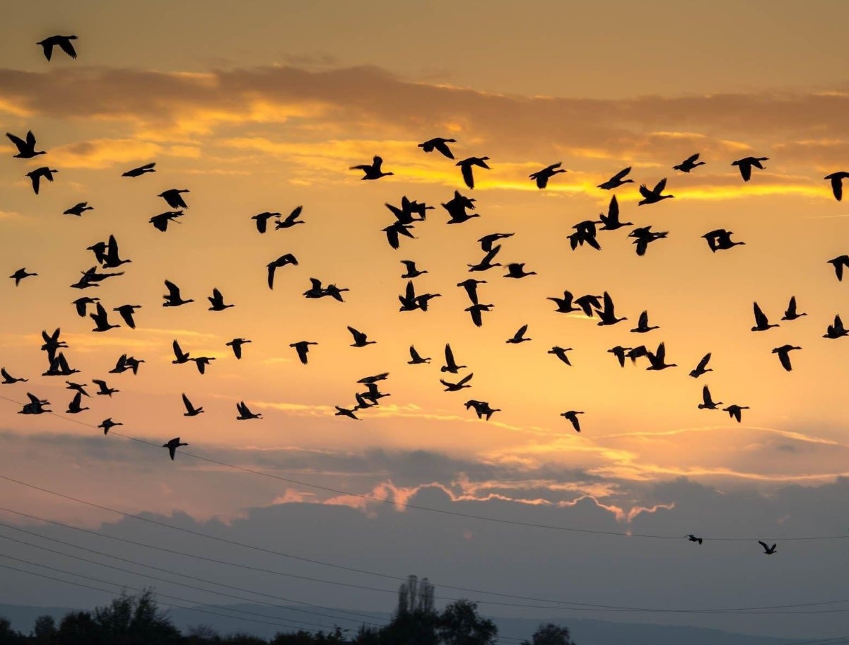 De flyver væk uden navigatører — og finder alligevel vej: hvordan fugle ved, hvor de skal flyve hen om vinteren