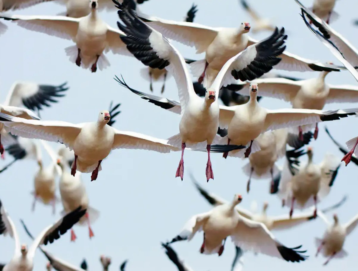 De flyver væk uden navigatører — og finder alligevel vej: hvordan fugle ved, hvor de skal flyve hen om vinteren