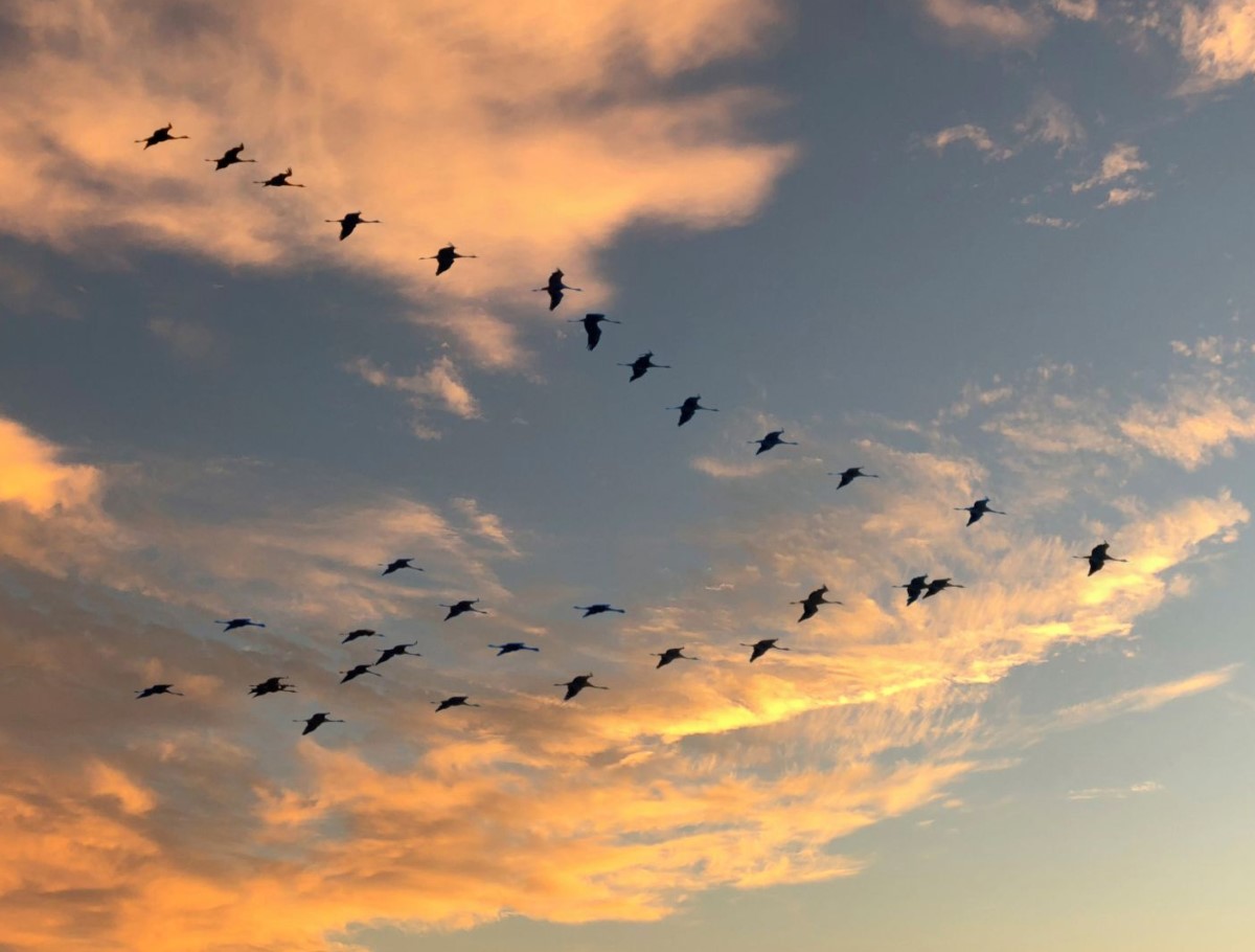 De flyver væk uden navigatører — og finder alligevel vej: hvordan fugle ved, hvor de skal flyve hen om vinteren