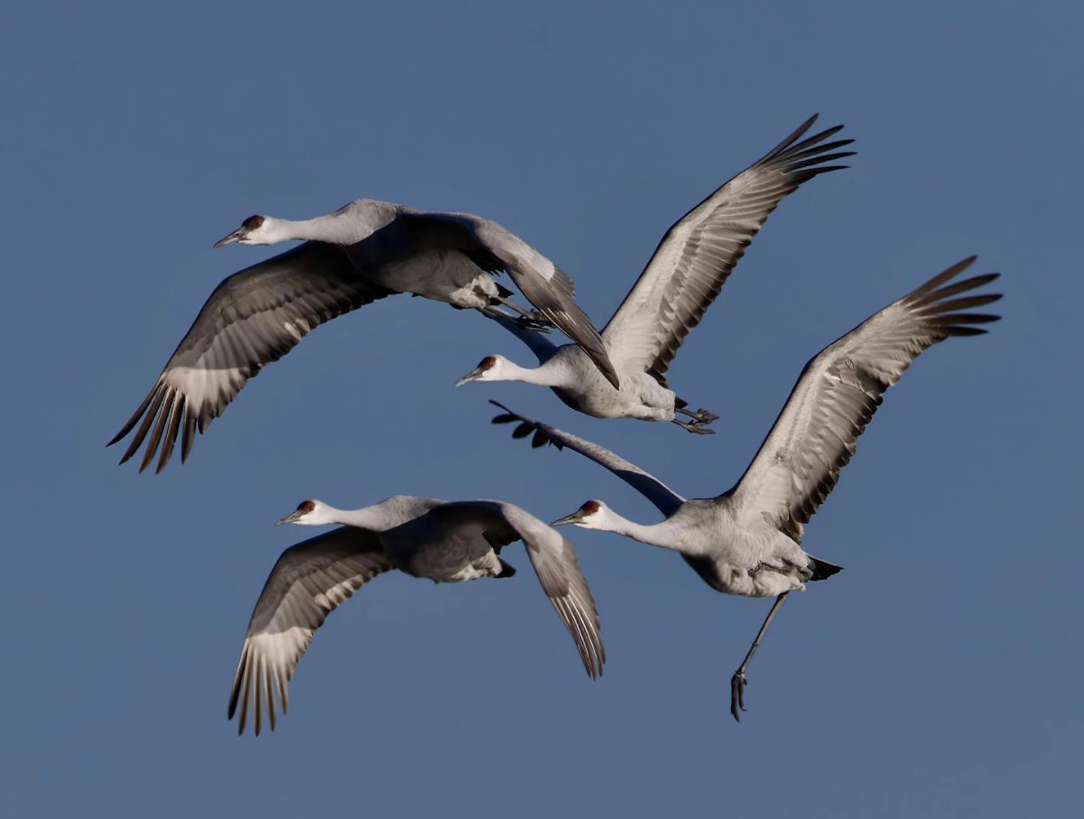 De flyver væk uden navigatører — og finder alligevel vej: hvordan fugle ved, hvor de skal flyve hen om vinteren