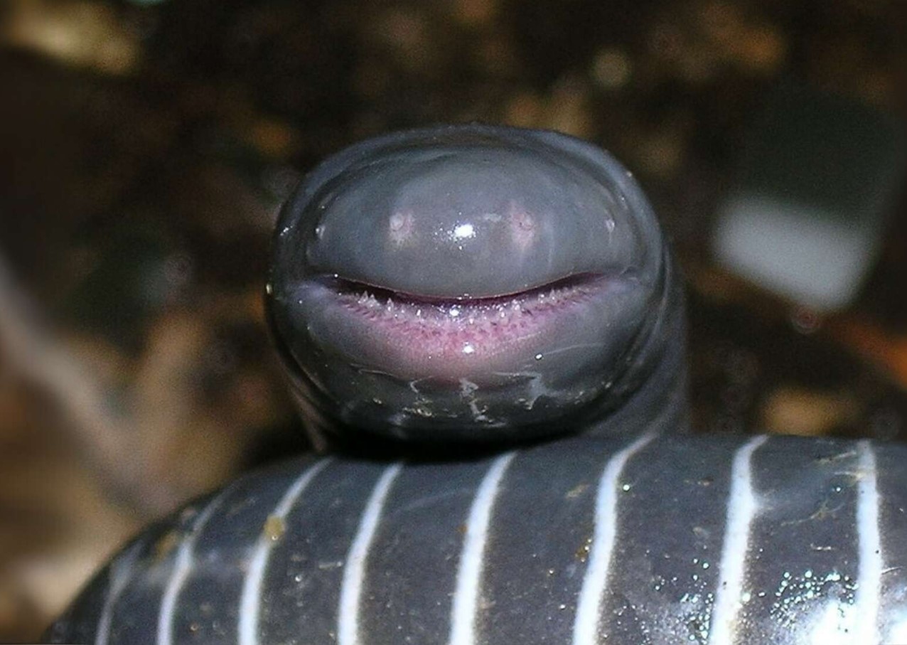 En dødelig gæst fra New Guinea er allerede her: pas på