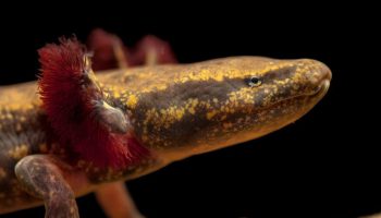 Amerikansk proteus: et væsen, der kan formere sig