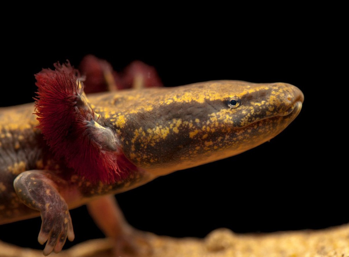 Amerikansk proteus: et væsen, der kan formere sig