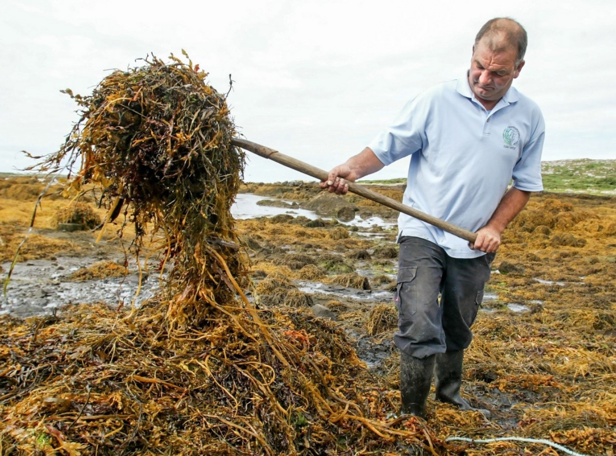 Læsø Tang: superfødevaren, som danskerne er ved at lære at elske