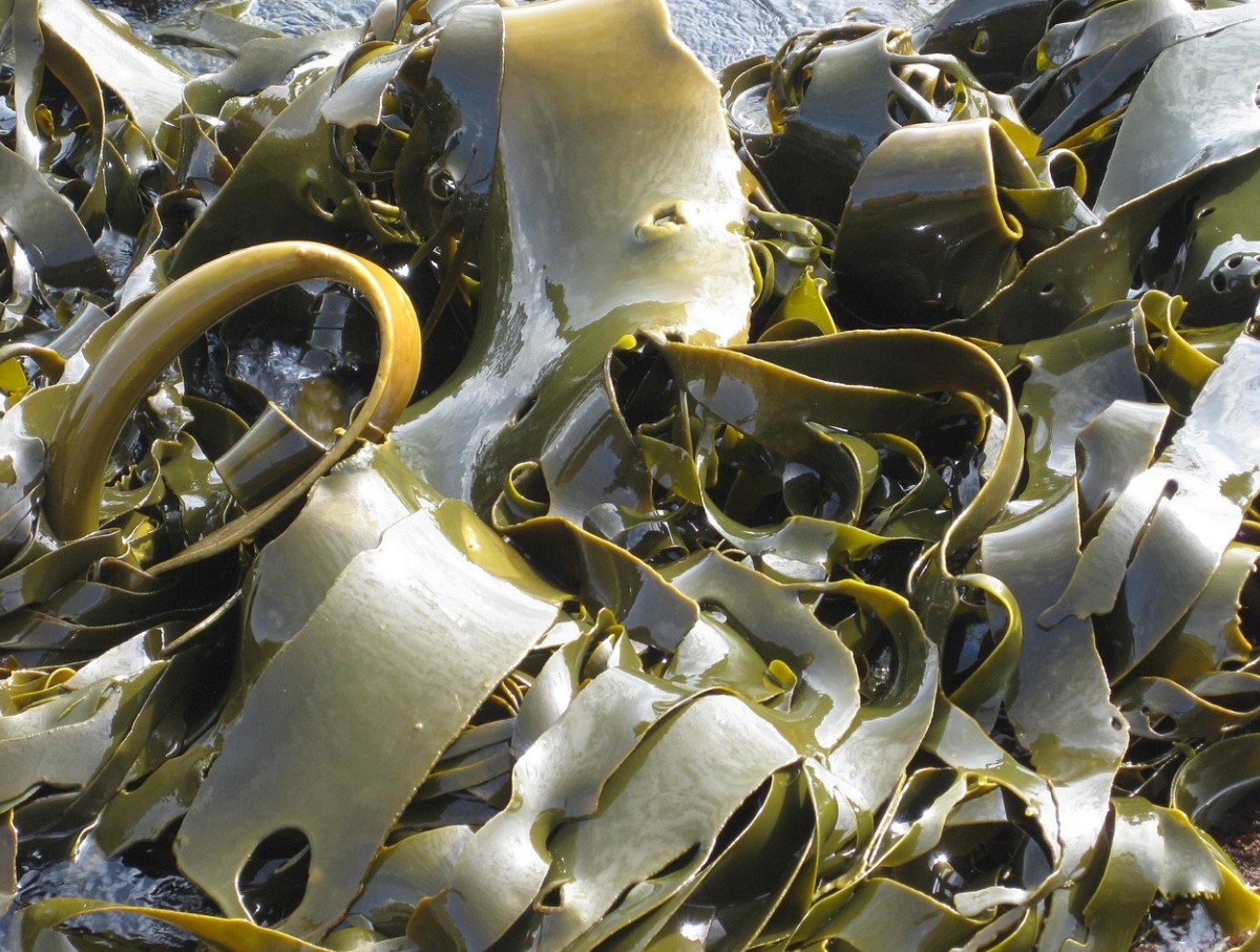 Læsø Tang: superfødevaren, som danskerne er ved at lære at elske