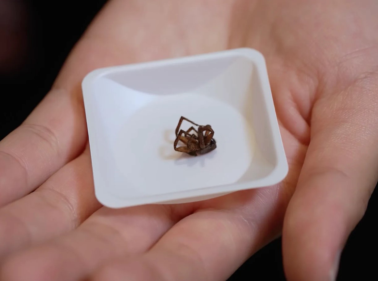 Hvorfor bøjer edderkopper benene, når de dør: forskere har fundet svaret